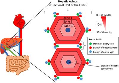 Current Perspective: 3D Spheroid Models Utilizing Human-Based Cells for Investigating Metabolism-Dependent Drug-Induced Liver Injury